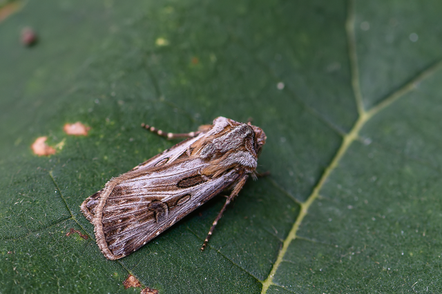 Agrotis vestigialis - őszi földibagoly