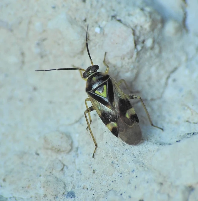 Heteroptera - Poloskák