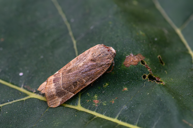 Noctua fimbriata - szélessávú sárgafűbagoly