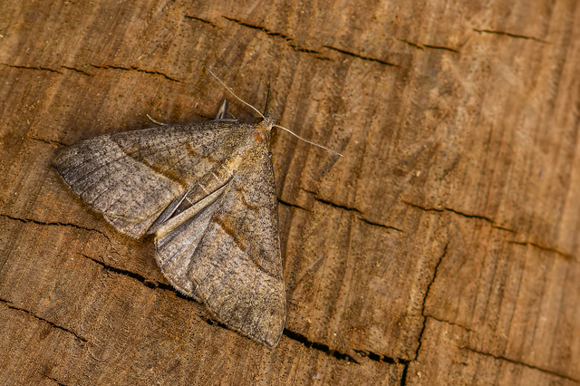 Hypena proboscidalis - ormányos karcsúbagoly