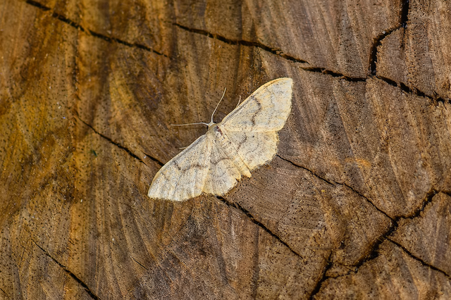 Idaea