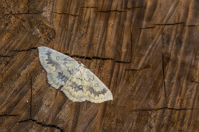 Cyclophora annularia - gyűrűs pettyesaraszoló