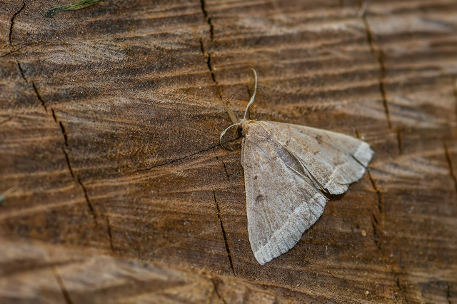 Pechipogo plumigeralis - tollascsápú karcsúbagoly