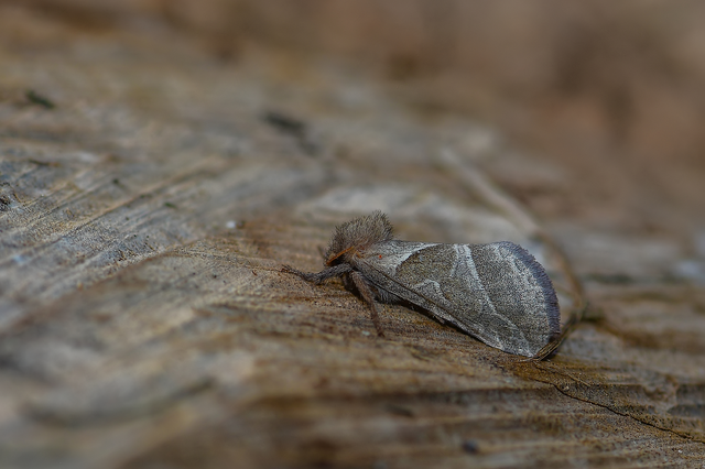 Triodia sylvina - kis gyökérrágólepke