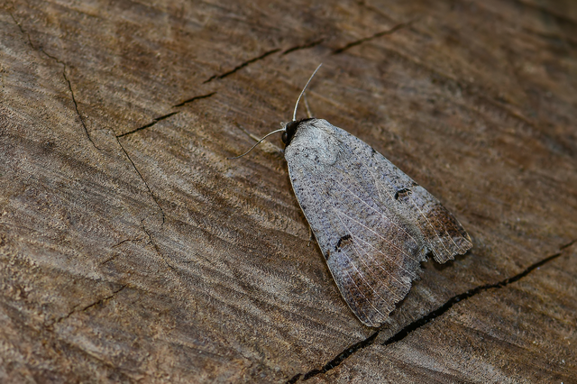 Lygephila craccae - gyakori csüdfűbagoly