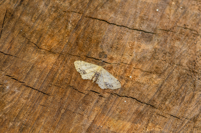Idaea dimidiata - gyakori apróaraszoló