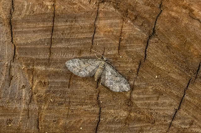 Eupithecia inturbata - juhar-törpearaszoló