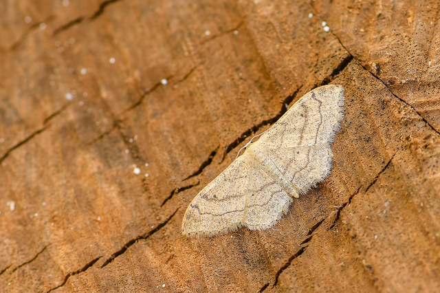 Idaea deversaria - egyszínű sávosaraszoló