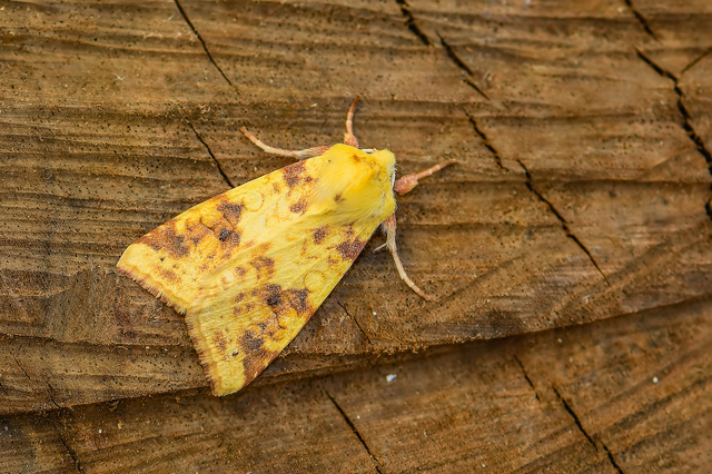 Cirrhia icteritia - nyárfa-sárgabagoly