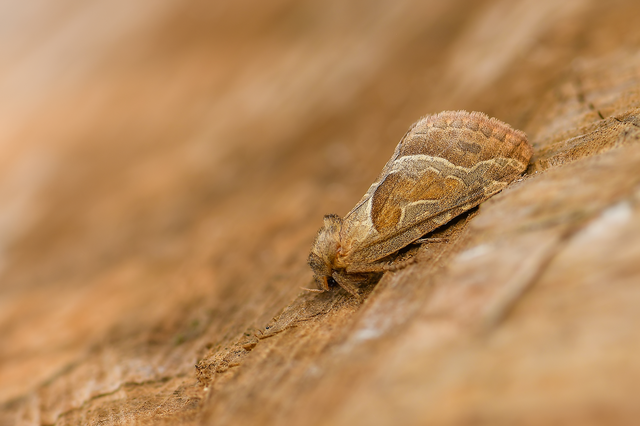 Triodia sylvina - kis gyökérrágólepke