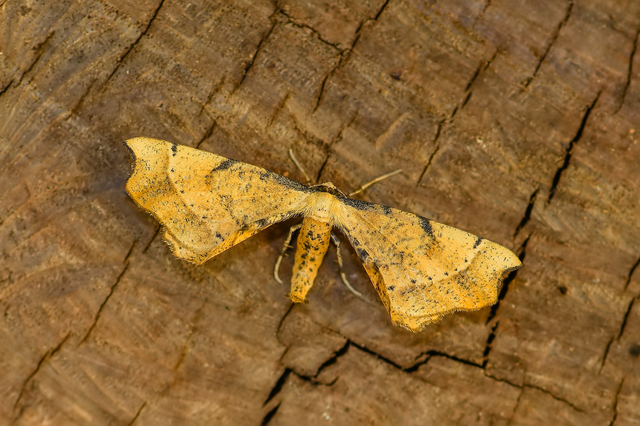 Artiora evonymaria - kecskerágó-araszoló