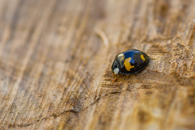 Harmonia axyridis - harlekinkatica