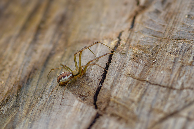 Linyphia triangularis - háromszöges vitorláspók