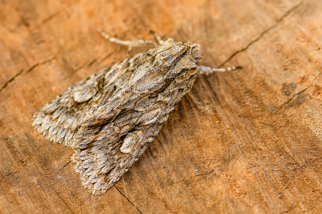 Meganephria bimaculosa - kétfoltos szilbagoly