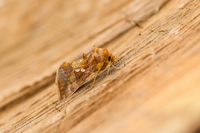 Chrysodeixis chalcites - déli aranybagoly