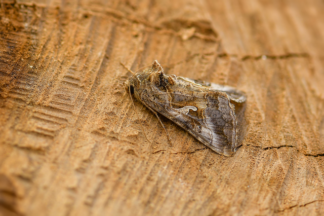 Autographa gamma - gammalepke