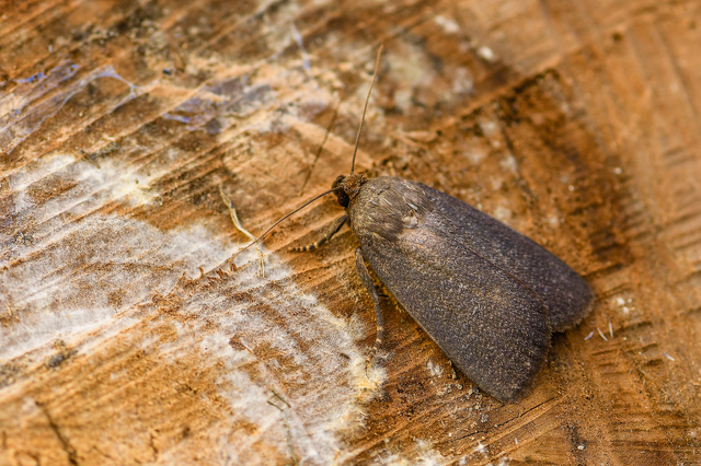 Amphipyra livida - zsírfényű bagoly