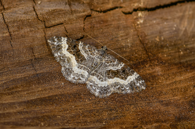 Epirrhoe alternata - galaj-tarkaaraszoló