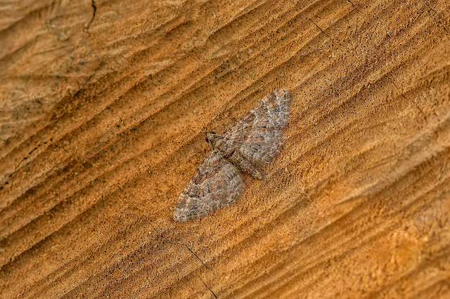 Gymnoscelis rufifasciata - vöröscsíkos törpearaszoló