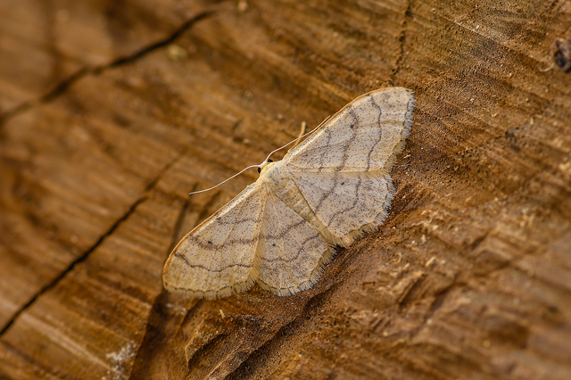 Idaea deversaria - egyszínű sávosaraszoló