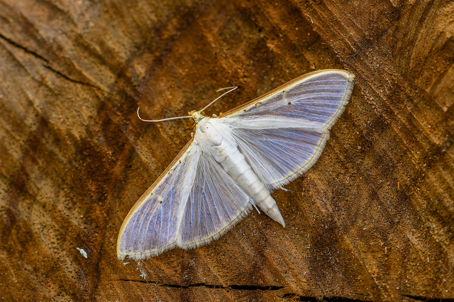Palpita vitrealis - hófehér tűzmoly