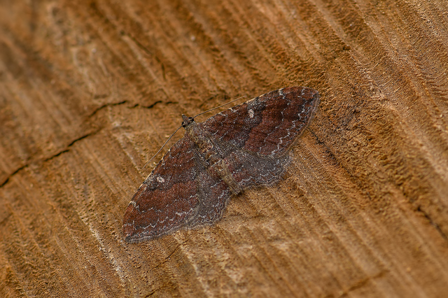 Orthonama obstipata - vándoraraszoló