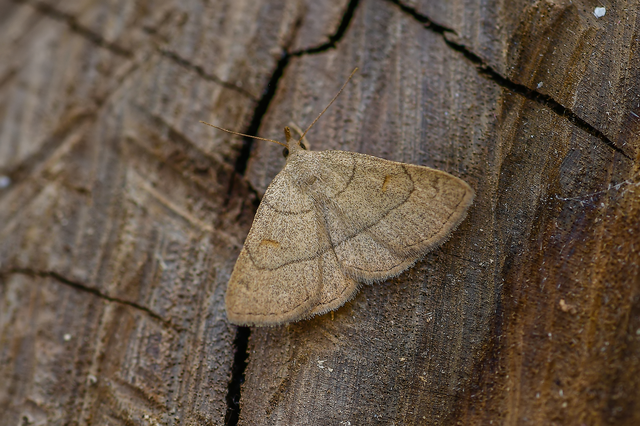 Paracolax tristalis - sárgás karcsúbagoly