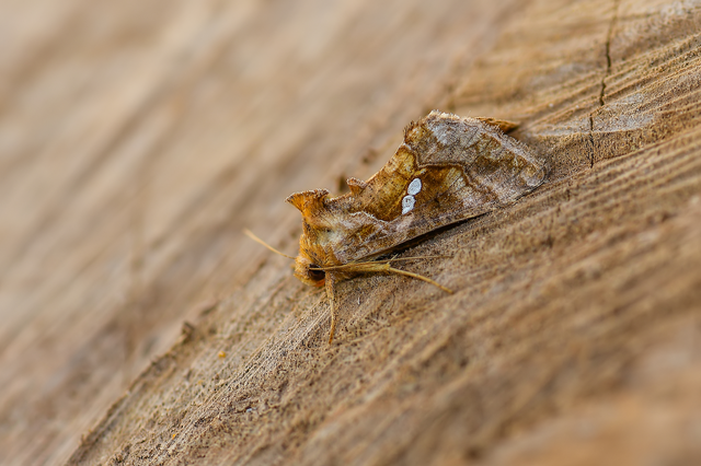 Chrysodeixis chalcites - déli aranybagoly