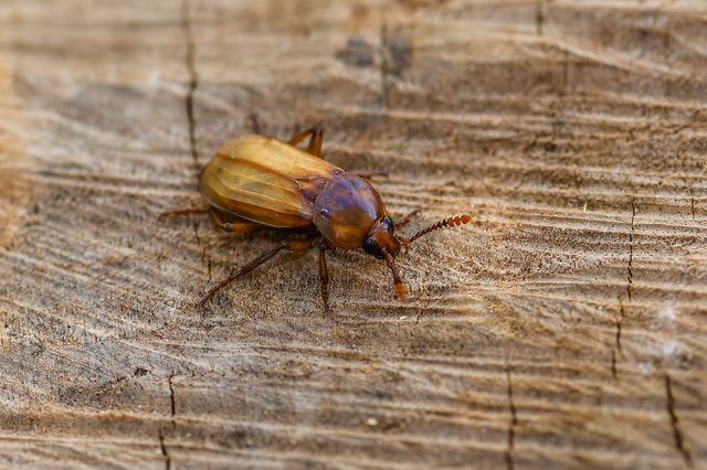 Necrodes littoralis - nagy dögbogár