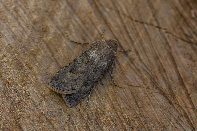 Agrotis segetum - vetési földibagoly