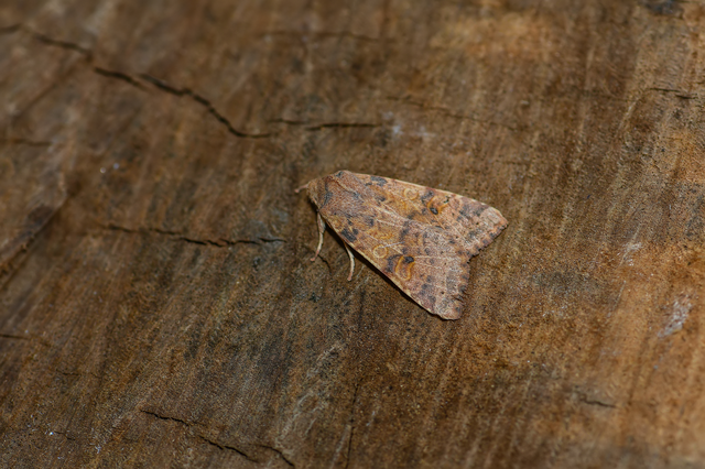 Cirrhia ocellaris - fakó sárgabagoly Cirrhia ocellaris - fakó sárgabagoly