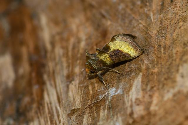 Diachrysia chrysitis - aranybagoly
