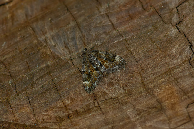 Thera variata - változékony fenyőaraszoló
