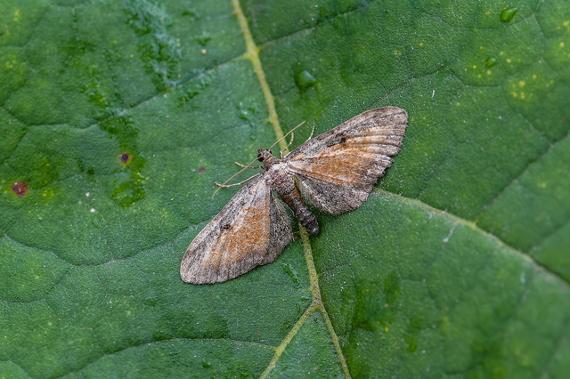 Eupithecia icterata - rozsdafoltos törpearaszoló
