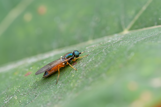 Sargus bipunctatus - kétpettyes fémeslégy
