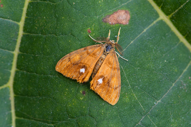 Orgyia antiqua - rozsdabarna kisszövő