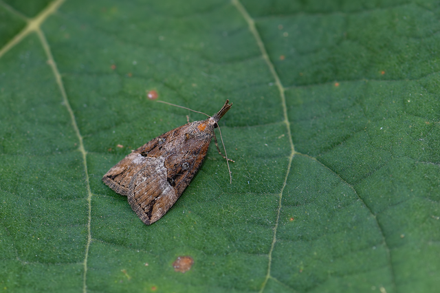 Hypena rostralis - közönséges karcsúbagoly