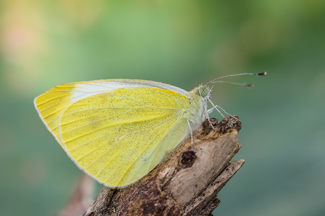 Pieris rapae - répalepke