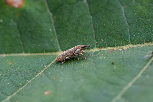 Lixus