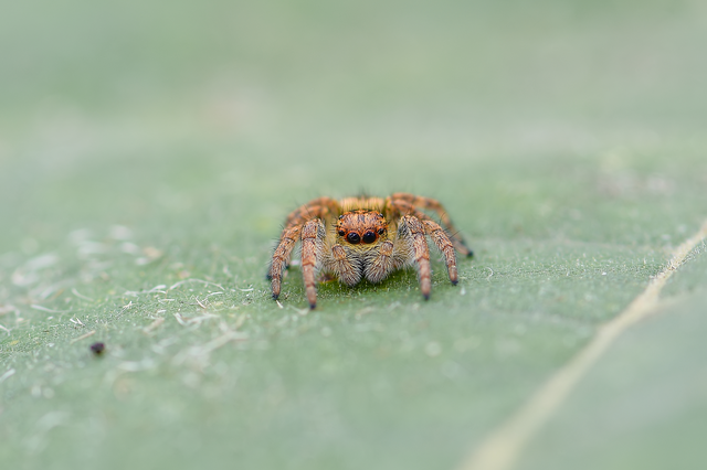 Carrhotus xanthogramma - rozsdás ugrópók