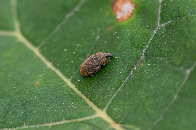 Larinus obtusus - imola-púderbarkó
