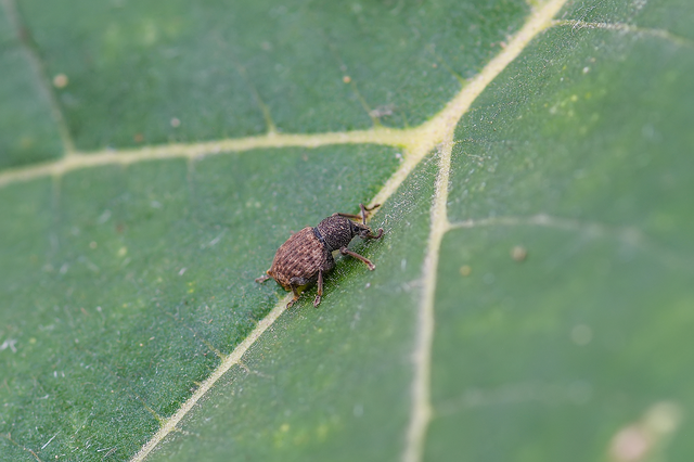 Otiorhynchus raucus - molyhos gyalogormányos