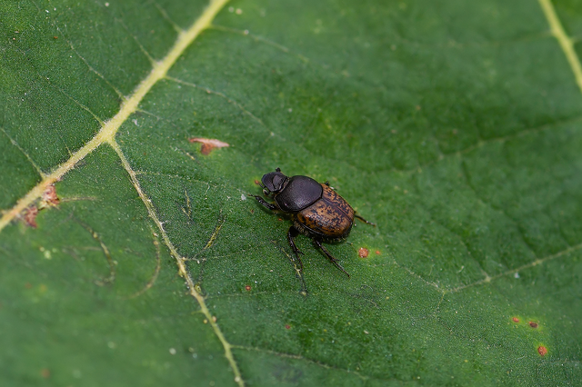 Onthophagus fracticornis - bronzos trágyatúró