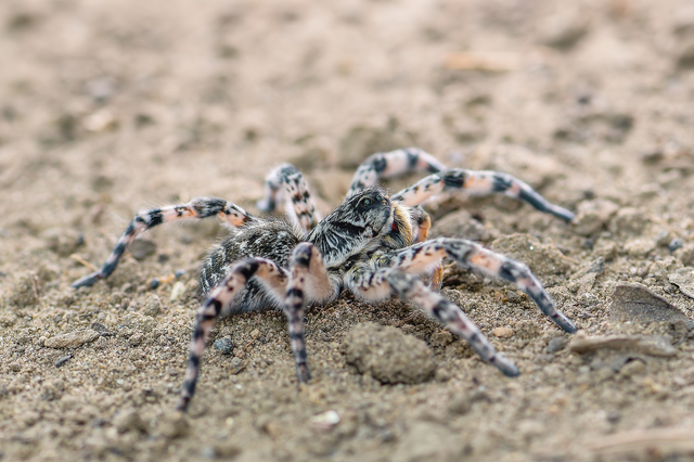 Lycosa singoriensis - szongáriai cselőpók