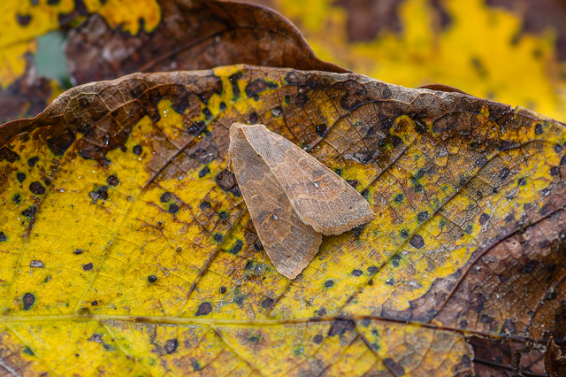 Cirrhia ocellaris - fakó sárgabagoly Cirrhia ocellaris - fakó sárgabagoly