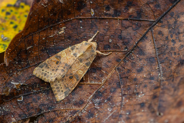 Cirrhia ocellaris - fakó sárgabagoly Cirrhia ocellaris - fakó sárgabagoly