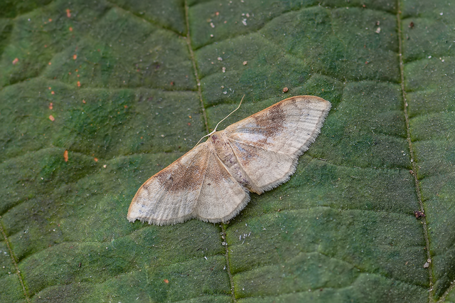 Idaea degeneraria - barnasávos araszoló