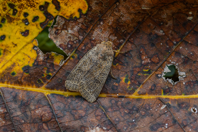 Anchoscelis nitida - rozsdabarna őszibagoly