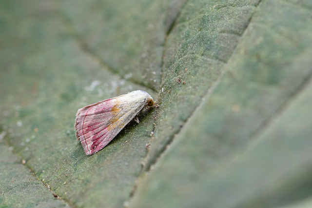 Eublemma purpurina - bíboros törpebagoly