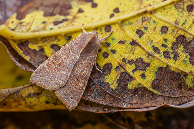 Cirrhia ocellaris - fakó sárgabagoly Cirrhia ocellaris - fakó sárgabagoly